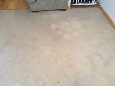 carpet and upholstery cleaning services