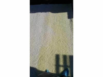 upholstery and carpet cleaning service