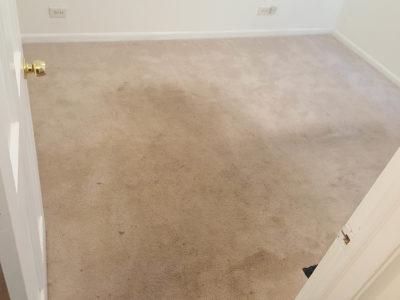 Deep carpet cleaning for stain removal by Chicago Couch Cleaning experts.