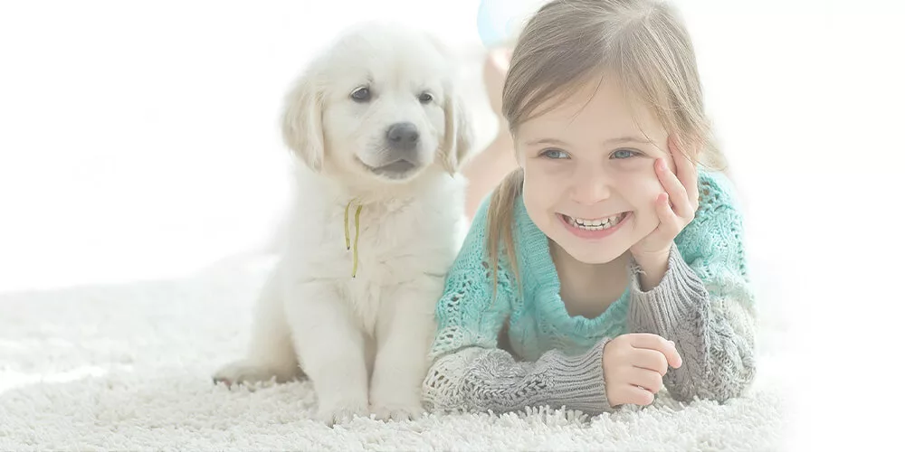 Pet-friendly carpet cleaning service in Chicago